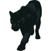 panther - 动物 - 