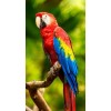 papuga - Animales - 