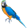 Parrot  - Animales - 