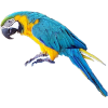 Parrot - Živali - 