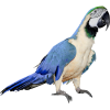 parrot - 动物 - 