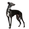 pas - Tiere - 