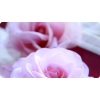 rose - Moje fotografije - 