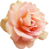 peach rose - Przedmioty - 