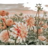 peach chrysanthemum filed - Uncategorized - 
