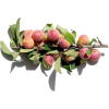 peach tree branch  - Rastline - 