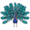 peacock - 動物 - 