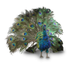 peacock - Животные - 