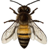 pčela - Zwierzęta - 
