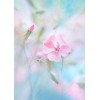 photo flowers - Pflanzen - 
