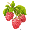 pic - Fruit - 