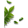 pic - Biljke - 