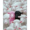 picture - Animali - 
