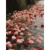 picture - Иллюстрации - 
