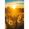 picture - Illustrations - 