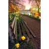 picture - Illustrations - 