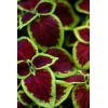 picture - Иллюстрации - 