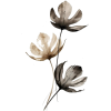 picture - Plants - 
