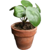 pilea plant - Uncategorized - 