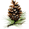 pinecone 3 - Rastline - 