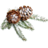 pine cone - Nature - 
