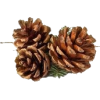 pinecones - Rośliny - 