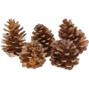 pinecones - Uncategorized - 