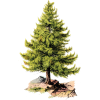 pine illustration - Rastline - 