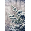 pine in the snow - Natur - 