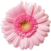 pink daisy - Растения - 