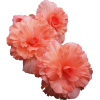 pink flowers - Natural - 