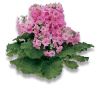Pink Flowers - Rastline - 