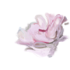 Pink Rose Flower - Rascunhos - 