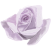Pink Rose Flower - Ilustrationen - 