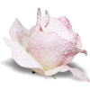 pink rose - Pflanzen - 