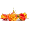 pink and orange roses - 植物 - 