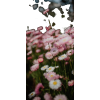 pink daisies field photo - Uncategorized - 