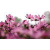 pink daisies field photo - Uncategorized - 