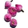 pink lotus flowers - Растения - 