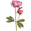 pink peonies flowers - Uncategorized - 