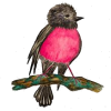 pink robin illustration - Иллюстрации - 