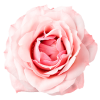 pink rose - Pflanzen - 