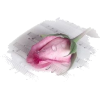 pink rose fade - イラスト - 