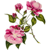 pink roses - 饰品 - 
