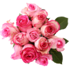 pinkroses - Rastline - 