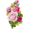 pink roses - Rascunhos - 