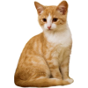 pixabay kitten - Животные - 