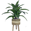 plant In stand - Plantas - 