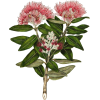plant Pohutukawa art by Sarah Featon - Ilustrationen - 