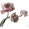 plant - Plants - 